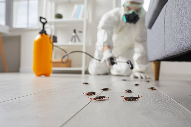 Post-Treatment Bed Bug Interceptor Monitoring in Brandon